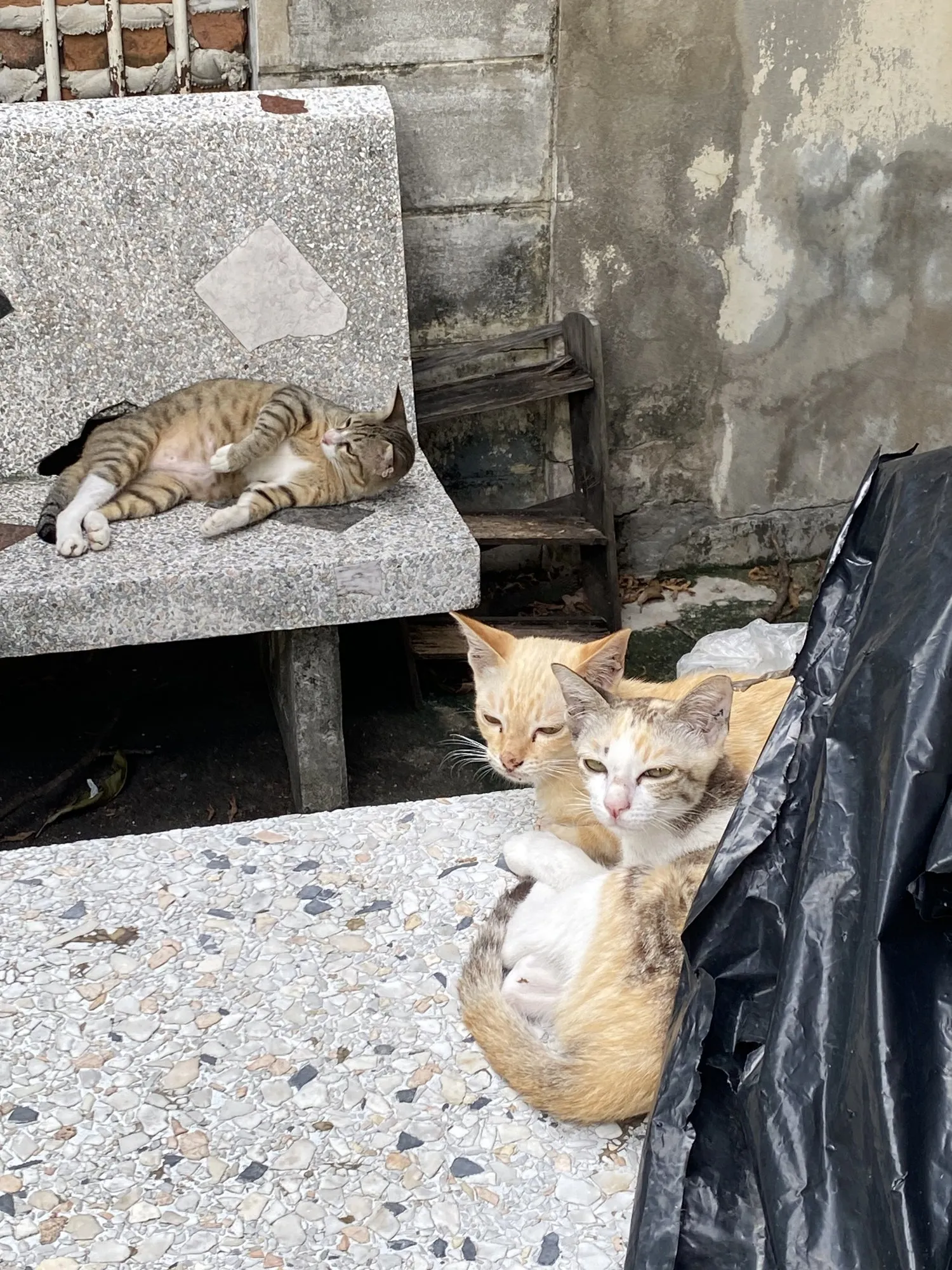 แมวสามตัวนอนเล่นอยู่บนม้านั่งหินขัด